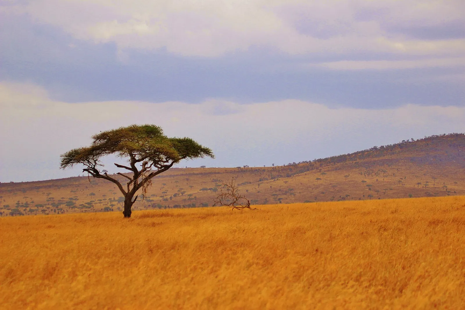 A lone acacia tree on golden grass plains with wooded hills behind, Serengeti, Tanzania