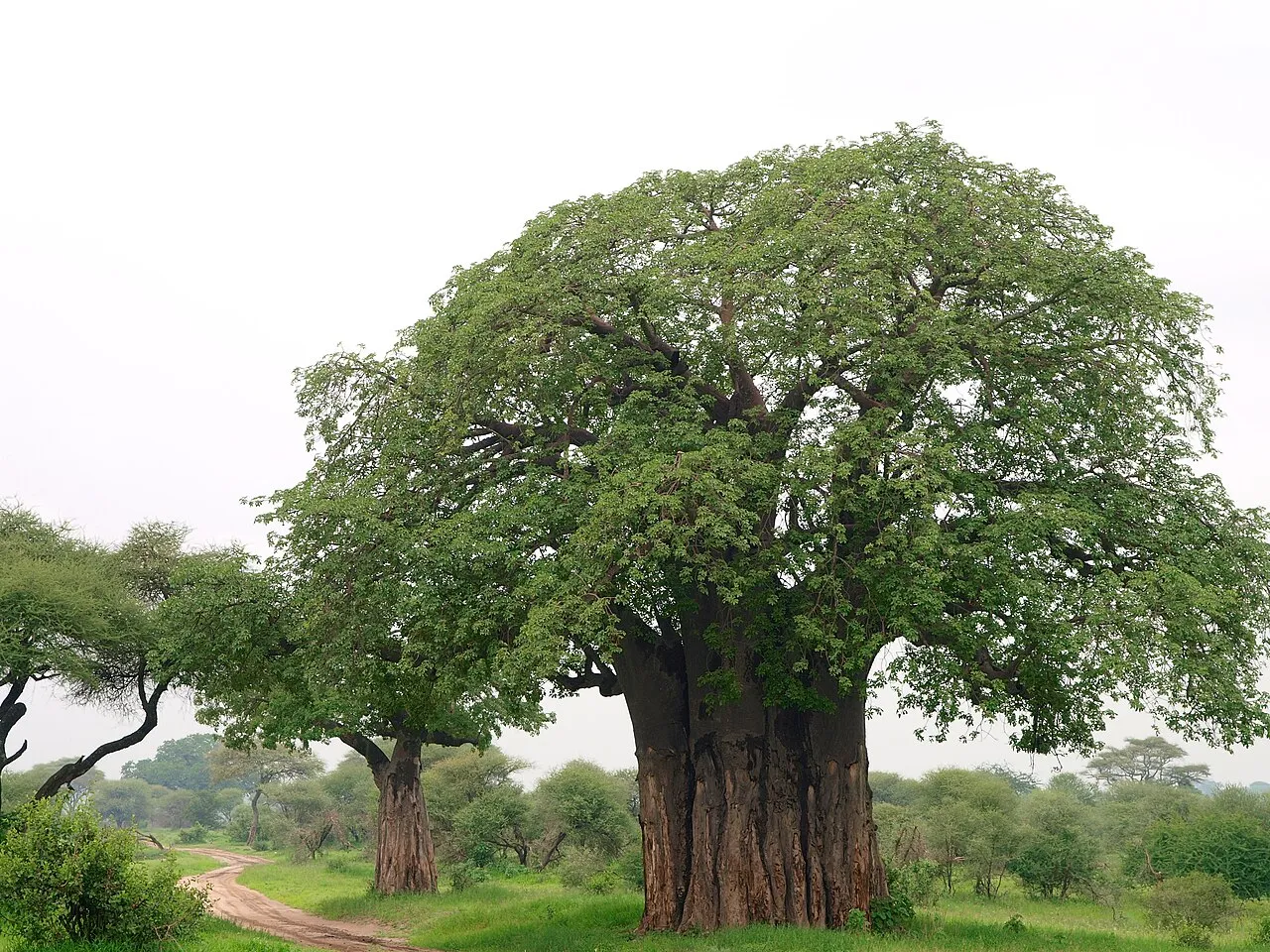Two large baobab trees beside a dirt track in green bush, Tarangire National Park