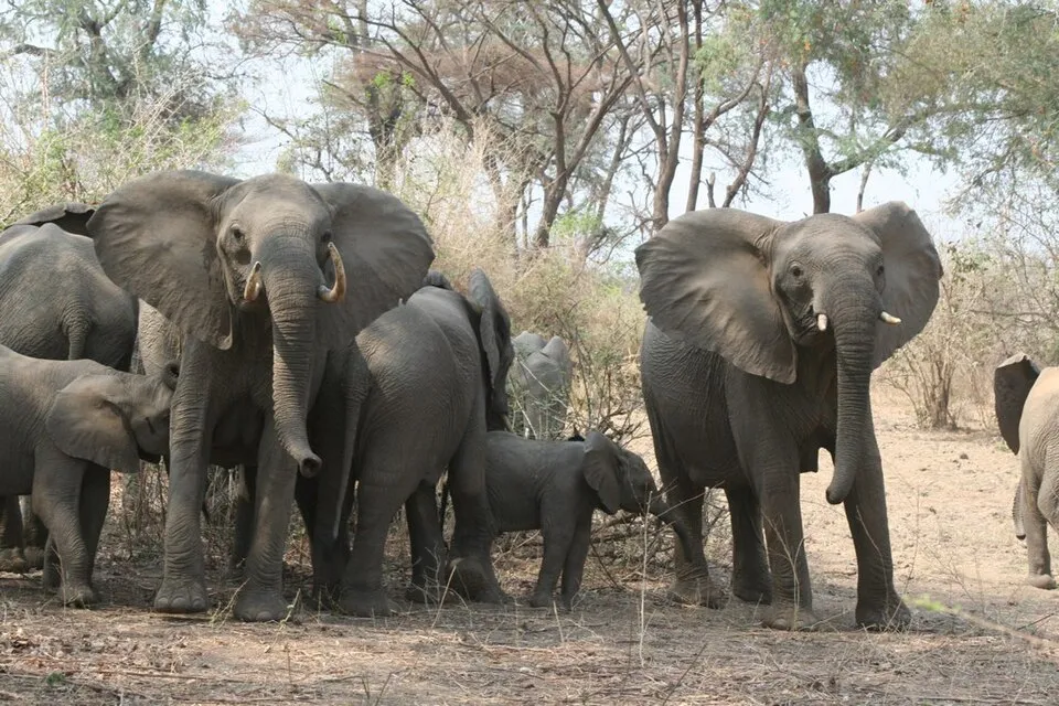 A herd of elephants with a young calf among dry woodland in Lower Zambezi National Park