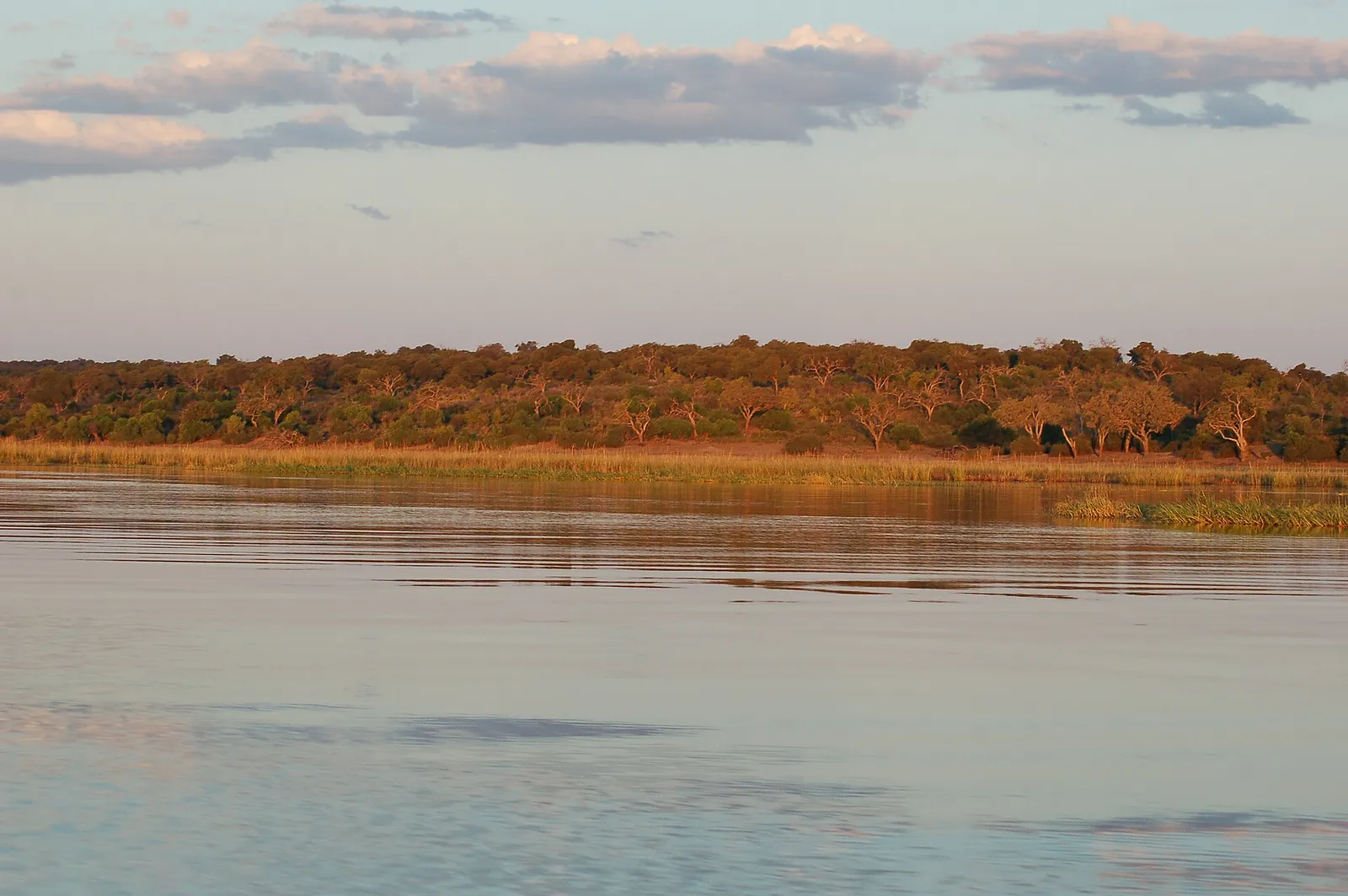 The Chobe River in evening light with a reed bank and wooded shore behind, Chobe Riverfront, Botswana