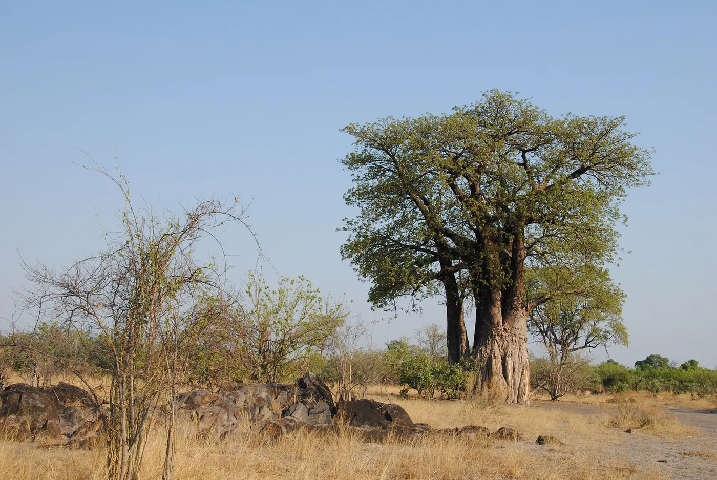 A baobab tree on dry grassland with rocks and bare shrubs in front, Savuti, Botswana