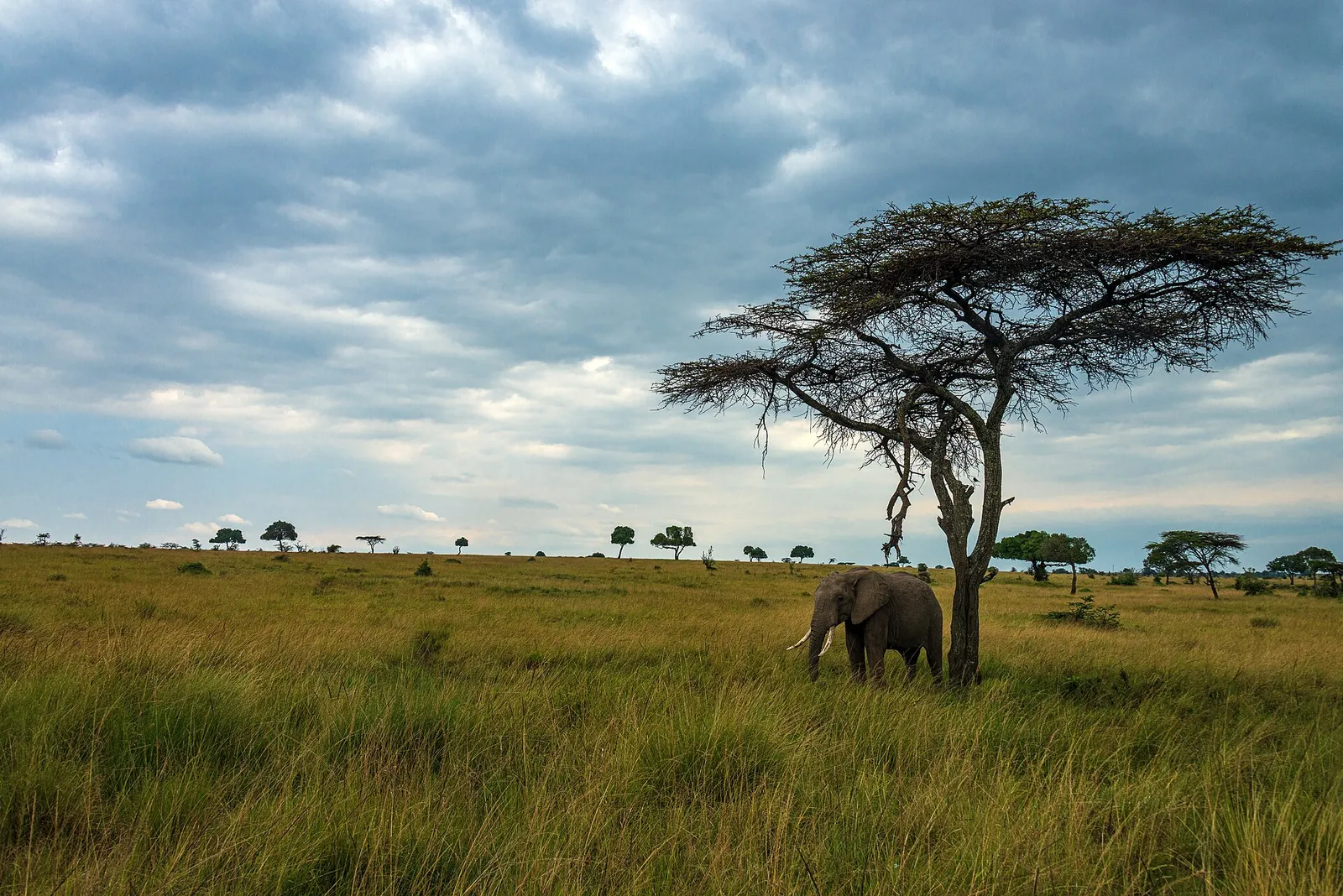 An elephant beside an acacia tree on open grassland under a cloudy sky in Mara North Conservancy, Kenya