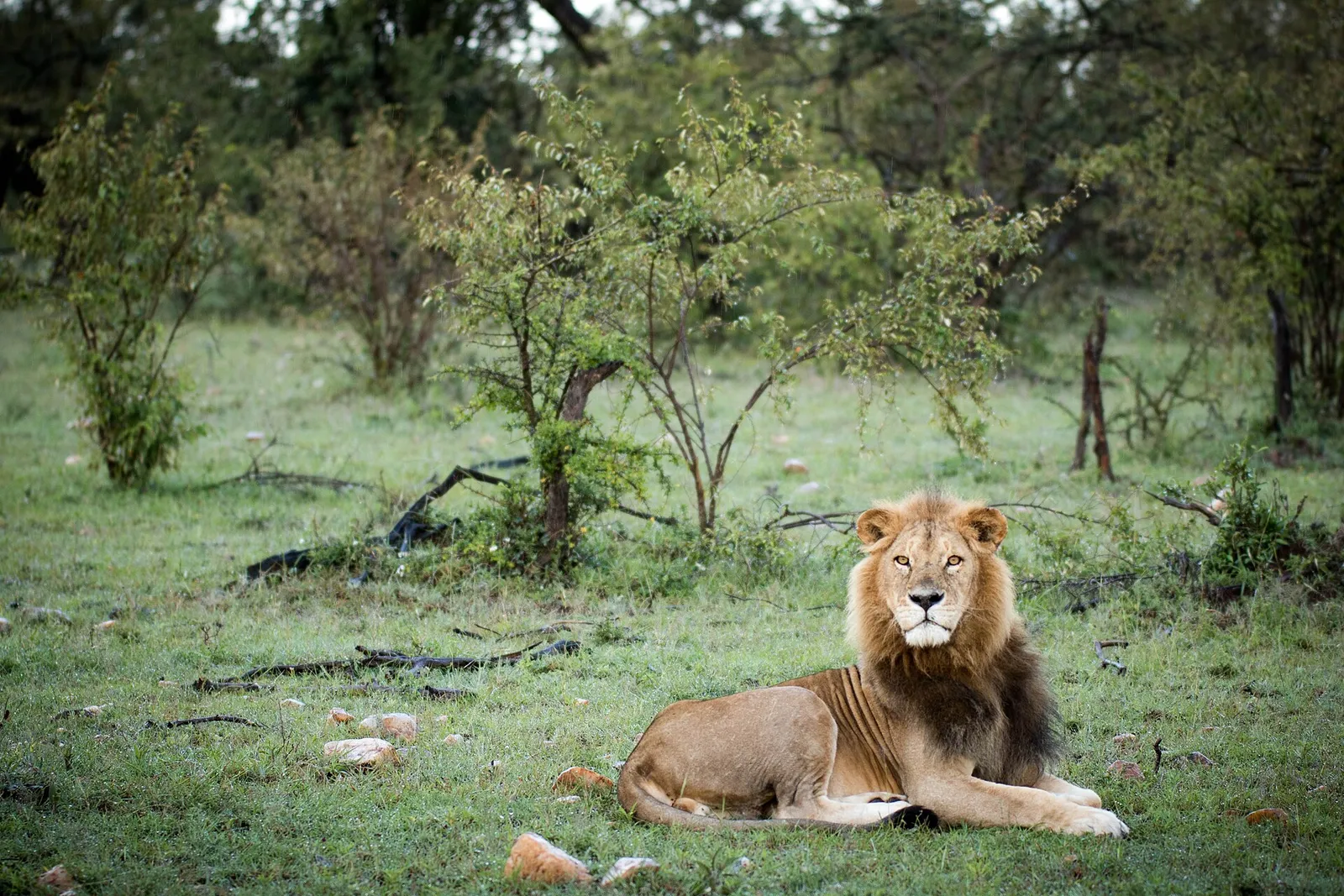 A male lion lying in green grass among bushes in Ol Kinyei Conservancy, Maasai Mara, Kenya