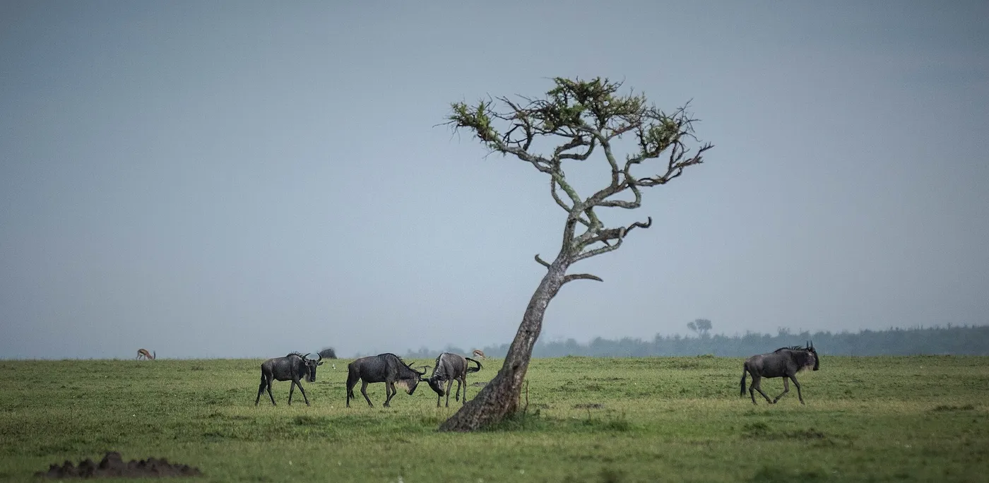 Wildebeest walking past a single leaning tree on open grassland in Ol Kinyei Conservancy, Maasai Mara