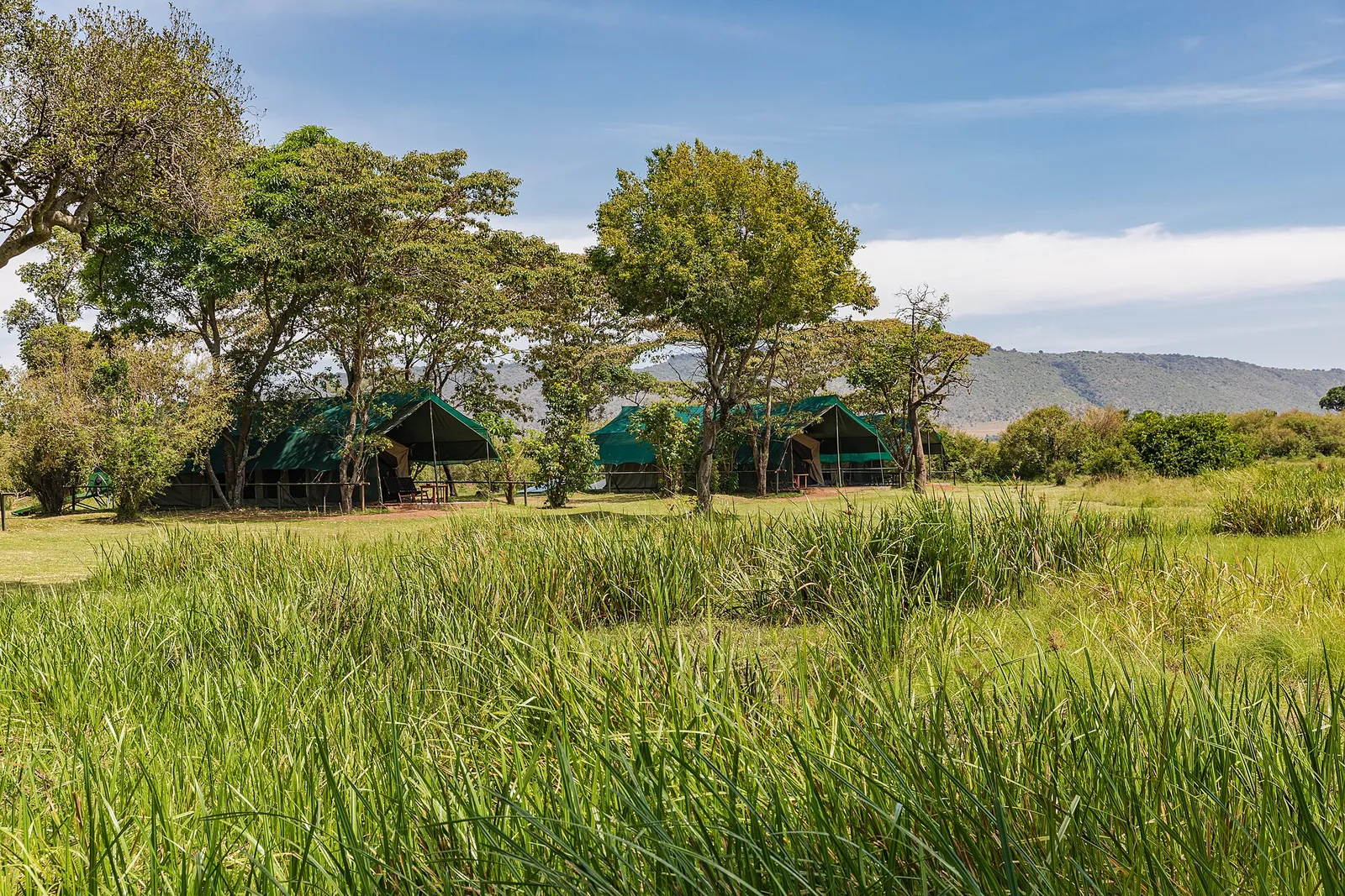 Green canvas guest tents under trees beyond tall marsh grass at Little Governors' Camp, Masai Mara National Reserve