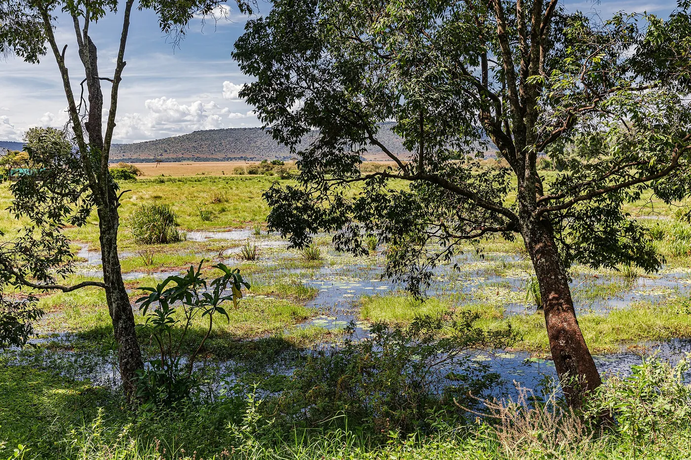 A shallow swamp with water lilies and grass seen between two trees, with a hill behind, near Little Governors' Camp in the Masai Mara