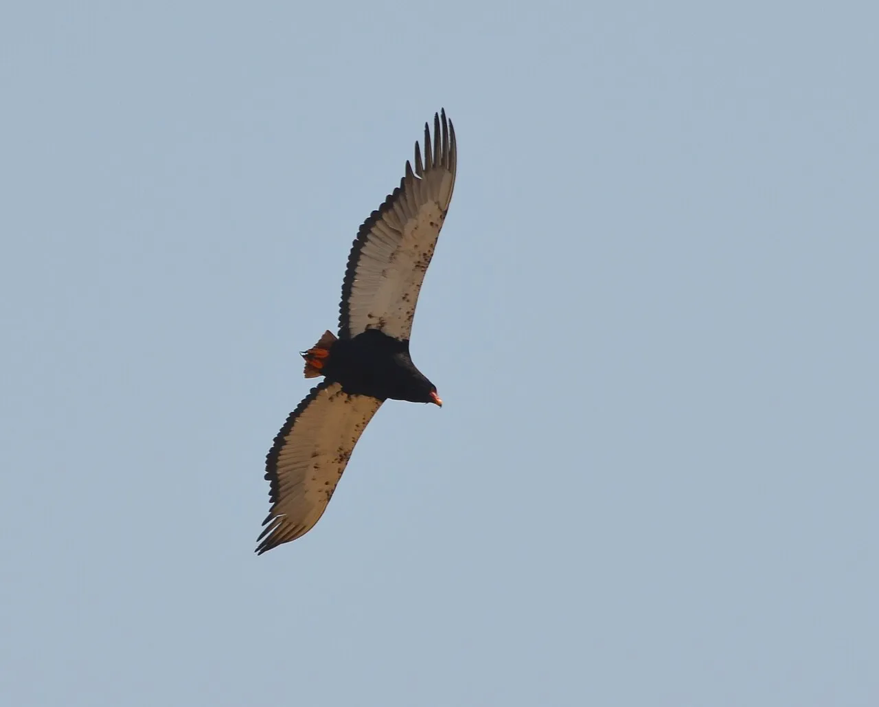 A bateleur eagle in flight against a pale sky near Kwara Camp, Botswana