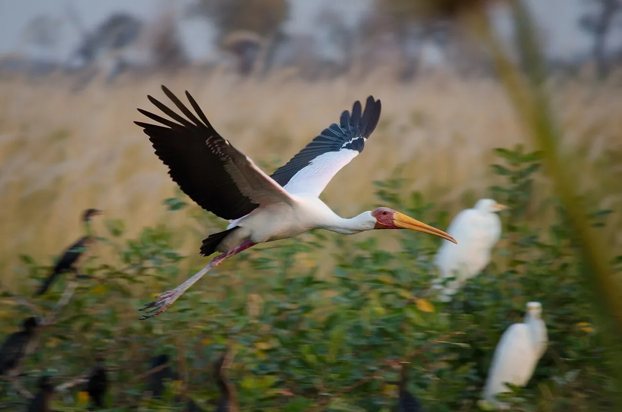 A yellow-billed stork in flight over green scrub, with egrets perched behind it, near Kwara Camp in the Okavango Delta, Botswana