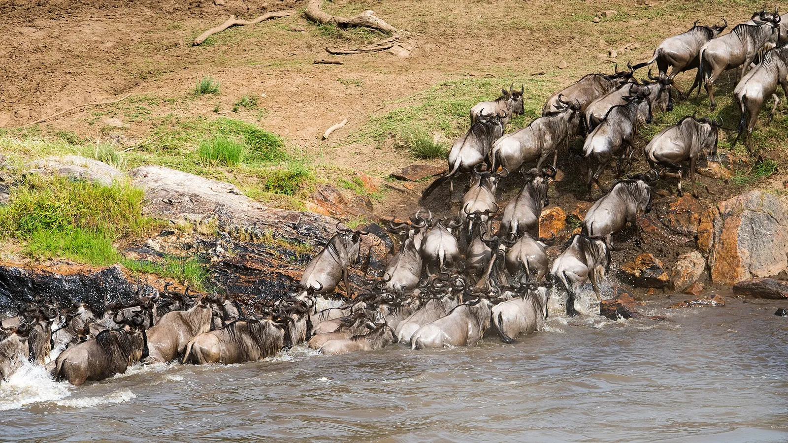 Wildebeest crossing the Mara River in the northern Serengeti, Tanzania