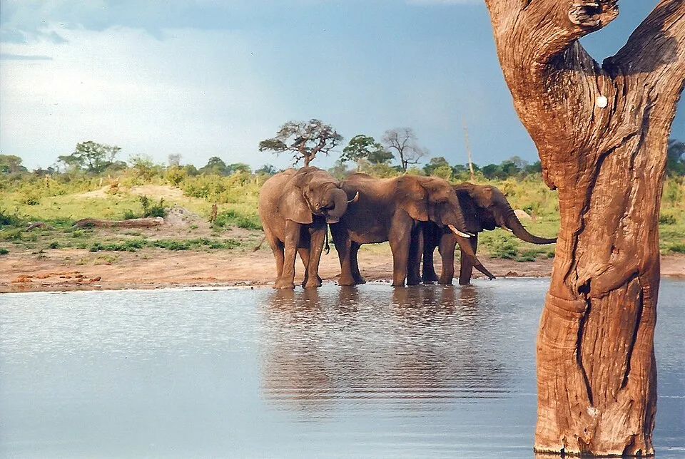 Three elephants drinking at a waterhole in Hwange National Park, Zimbabwe, beside a dead tree trunk
