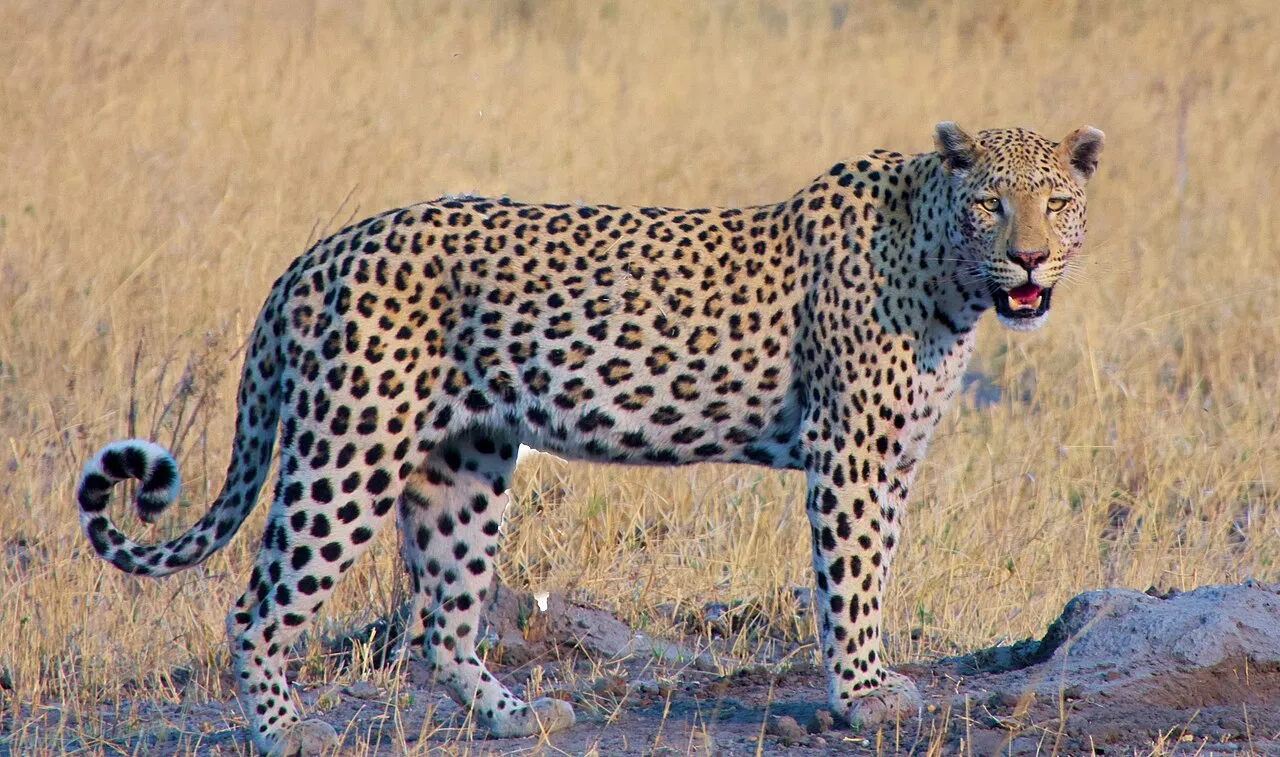 A leopard standing in dry grass near Khwai Camp, Botswana