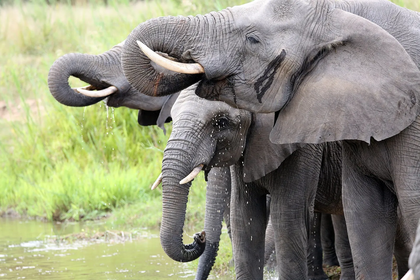 A group of elephants drinking at the water's edge in MalaMala Game Reserve