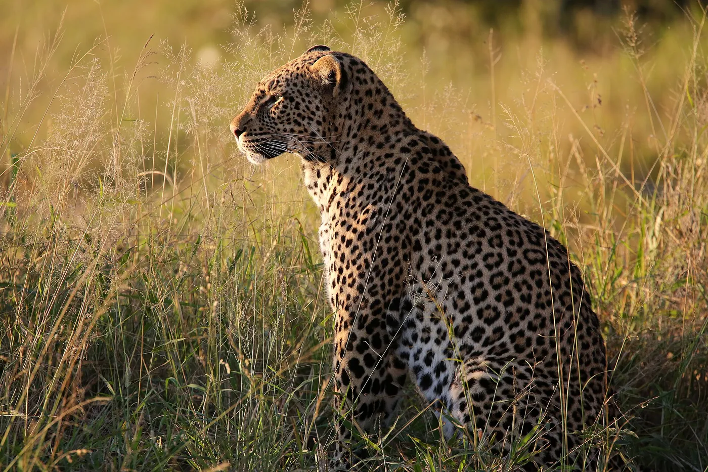 A leopard sitting in tall grass in late afternoon light in MalaMala Game Reserve