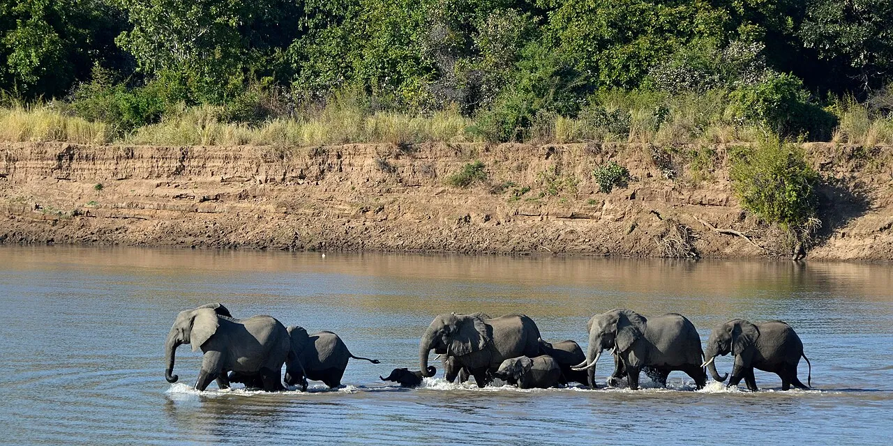 A herd of elephants with calves wading across the Luangwa River in South Luangwa National Park, Zambia