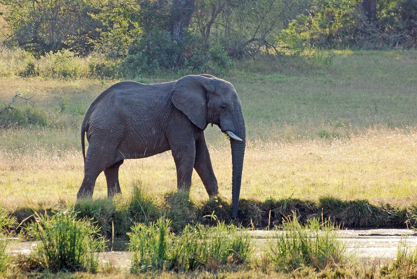 An African elephant walking beside shallow water on the Sabi Sabi Private Game Reserve
