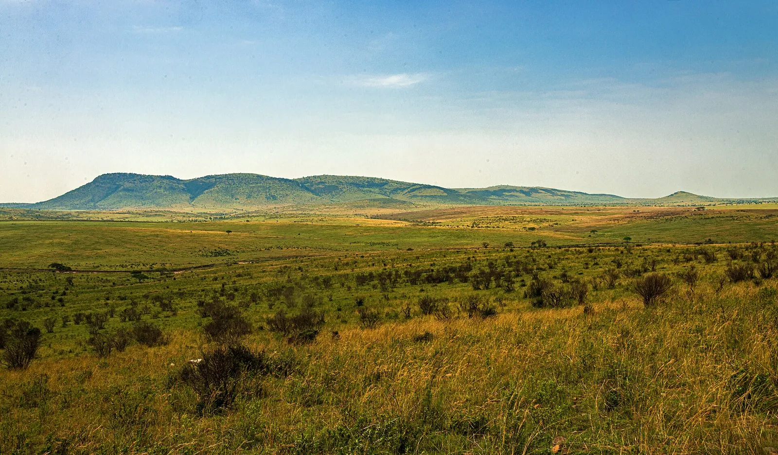 Grassland and scattered bushes in the south of the Masai Mara National Reserve, looking towards the Sand River valley and the Tanzanian border