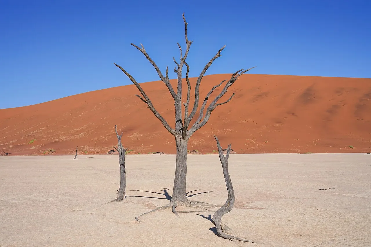 Dead camel thorn trees on a white clay pan in front of a red sand dune, Deadvlei, Namibia