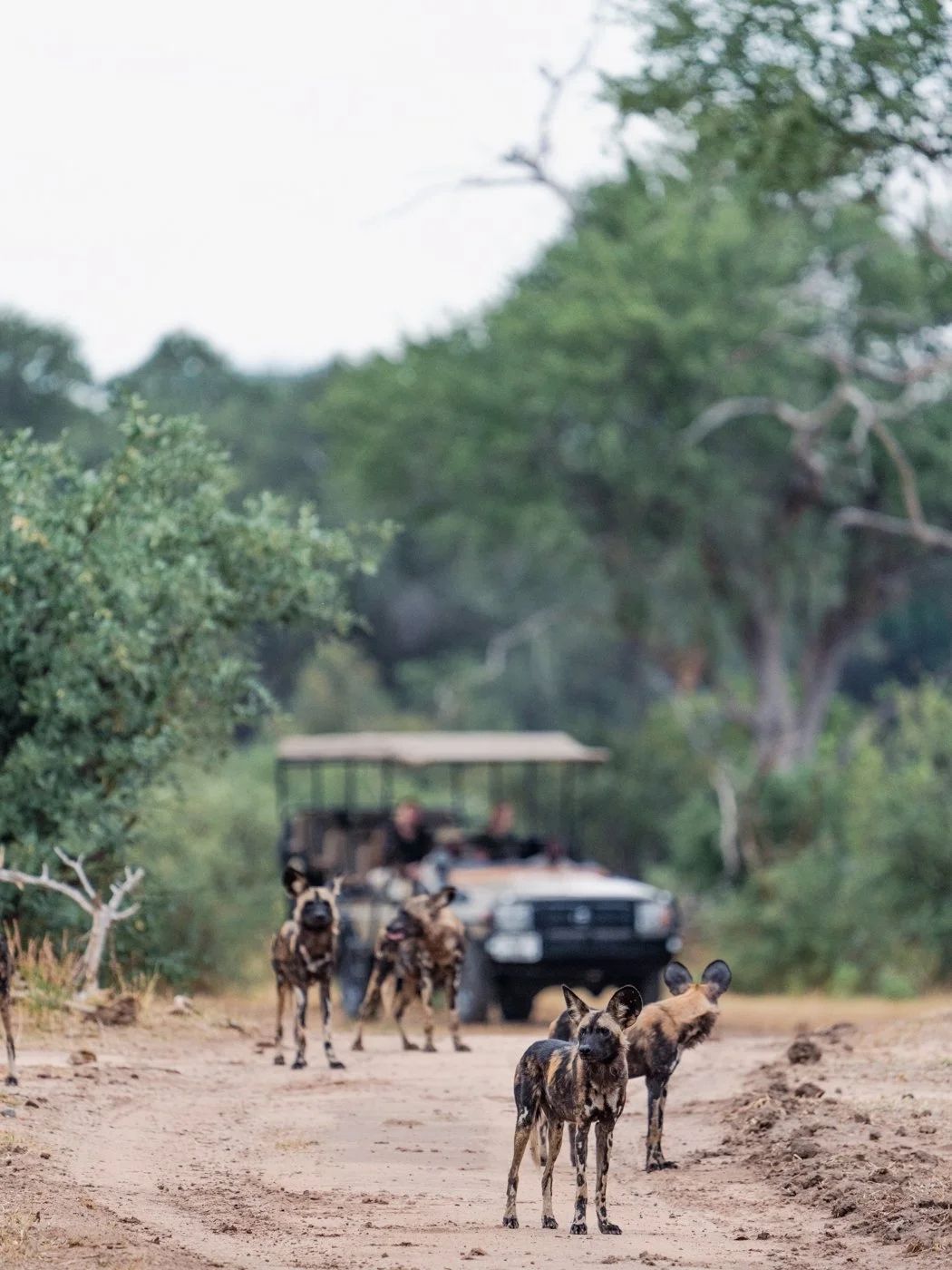A pack of African wild dogs on a dry riverbed in front of an open safari vehicle at Dulini Anabezi Camp, Lower Zambezi, Zambia