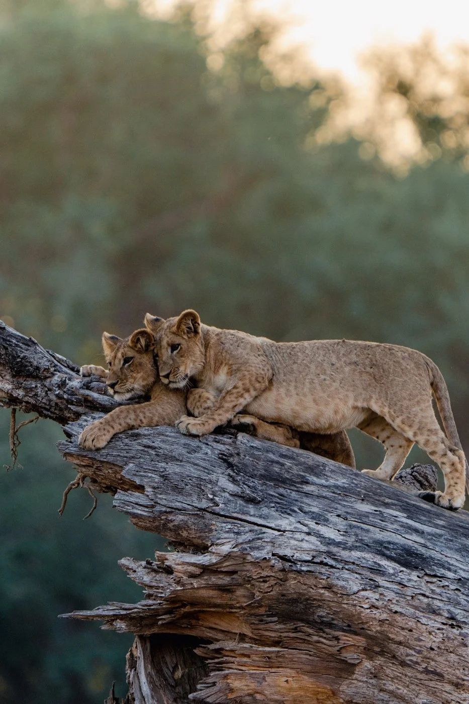 A lion cub walking along a fallen tree trunk in soft light at Dulini Anabezi Camp, Lower Zambezi, Zambia