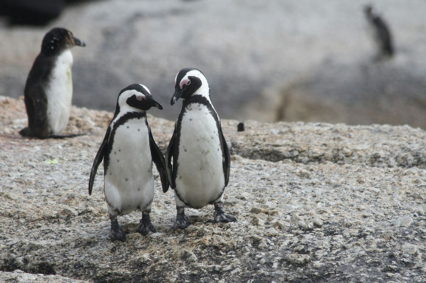 Three African penguins standing on a granite boulder on the Cape Peninsula near Cape Town, South Africa