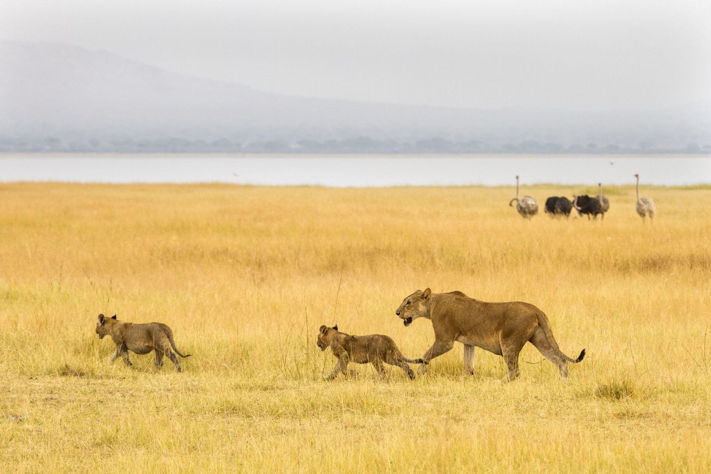 A lioness walking with two cubs through golden grassland with a lake and ostriches behind, Chem Chem, Tanzania