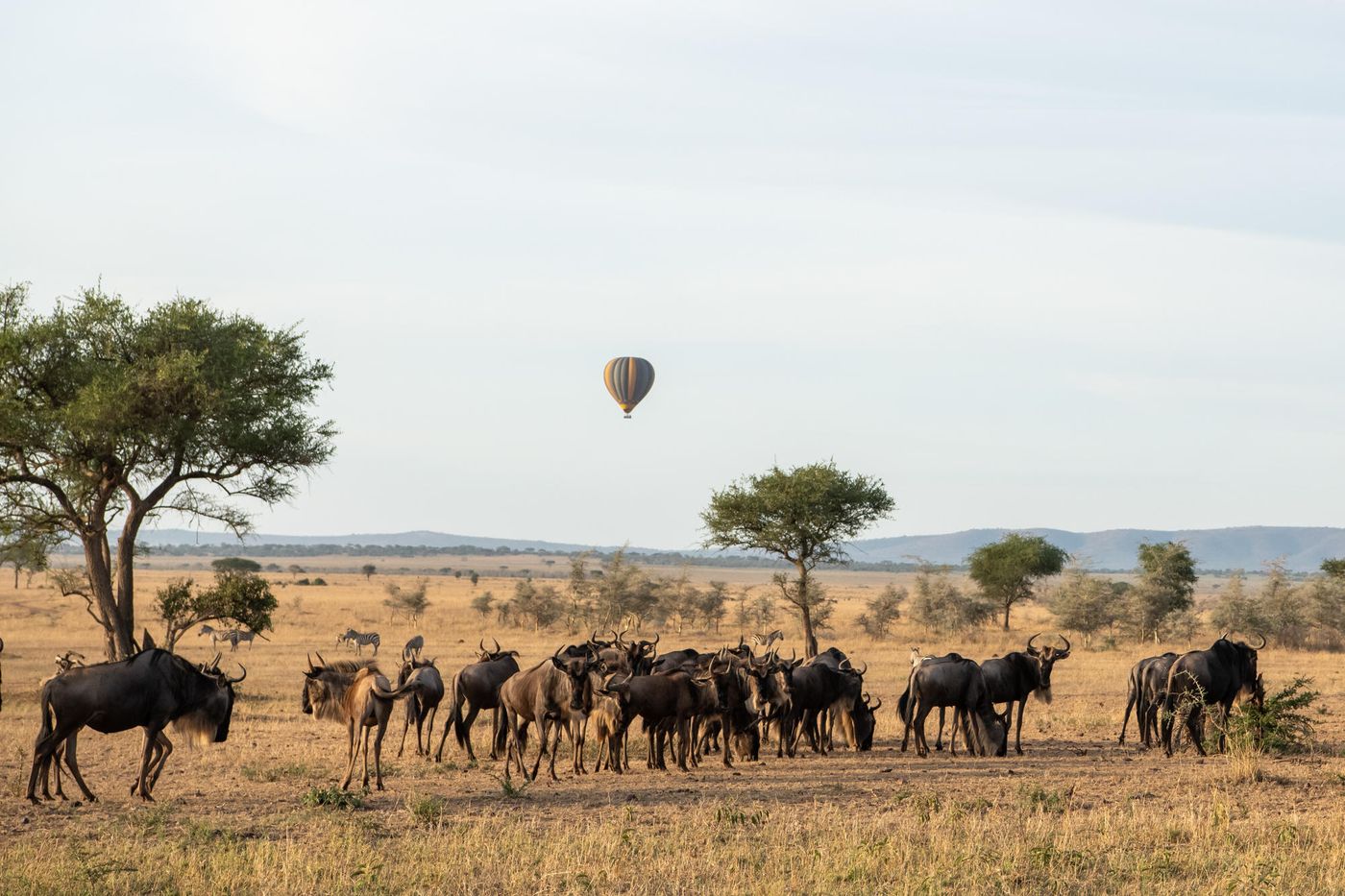 A hot-air balloon over a herd of wildebeest on the Grumeti plains at Singita Faru Faru, Tanzania