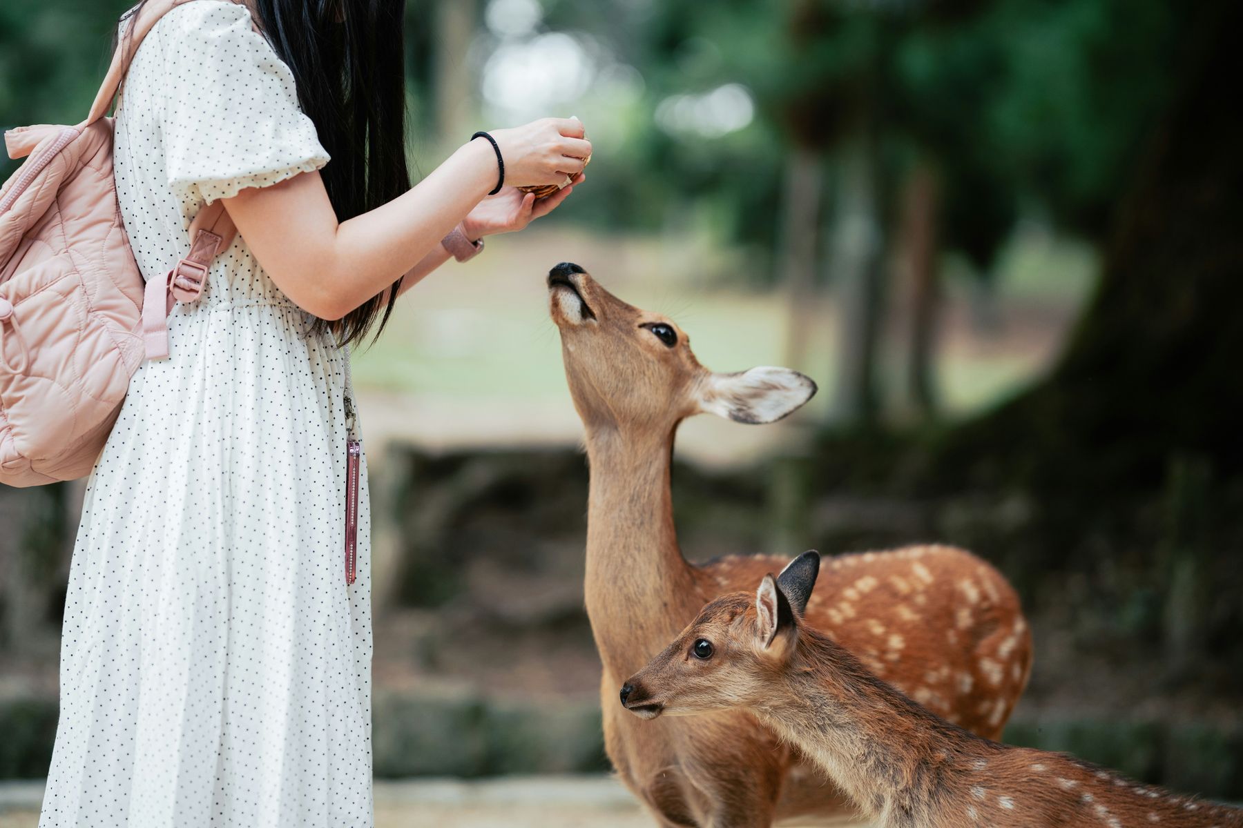 A person in a white dress holds out a hand to two sika deer under trees
