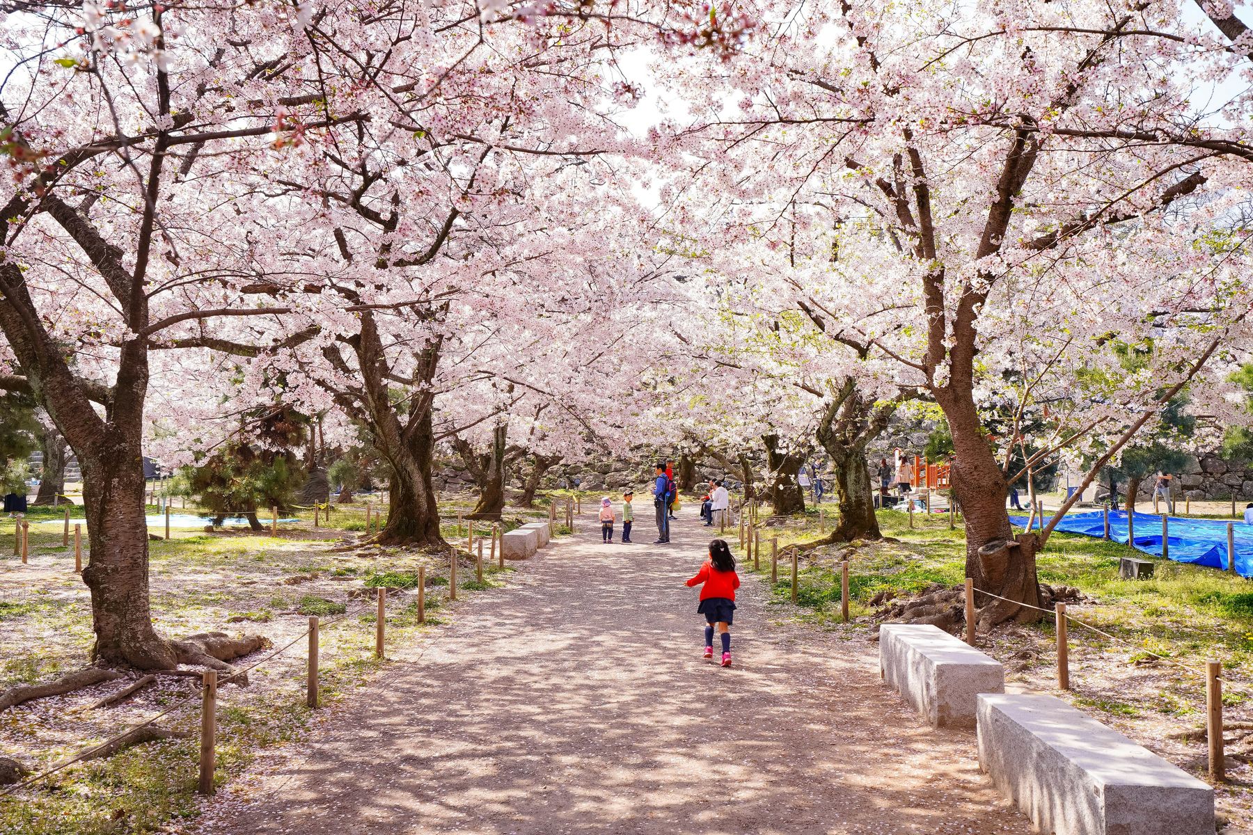 A child in a red coat runs along a path between rows of cherry trees in full blossom in Japan