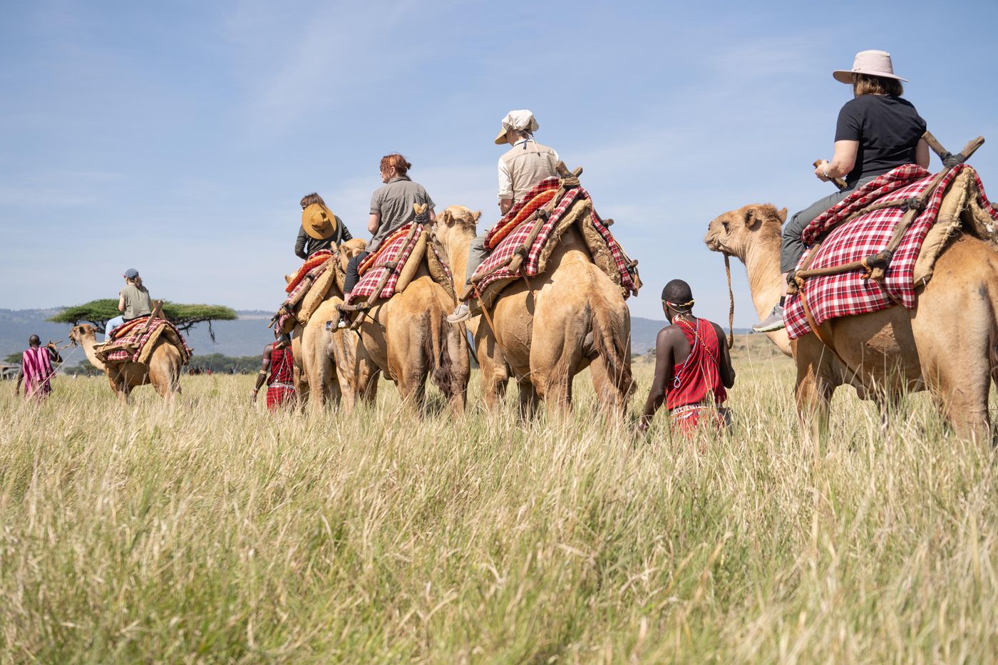 A line of guests on camels led by Samburu handlers through long grass at Lewa Wildlife Conservancy, Kenya