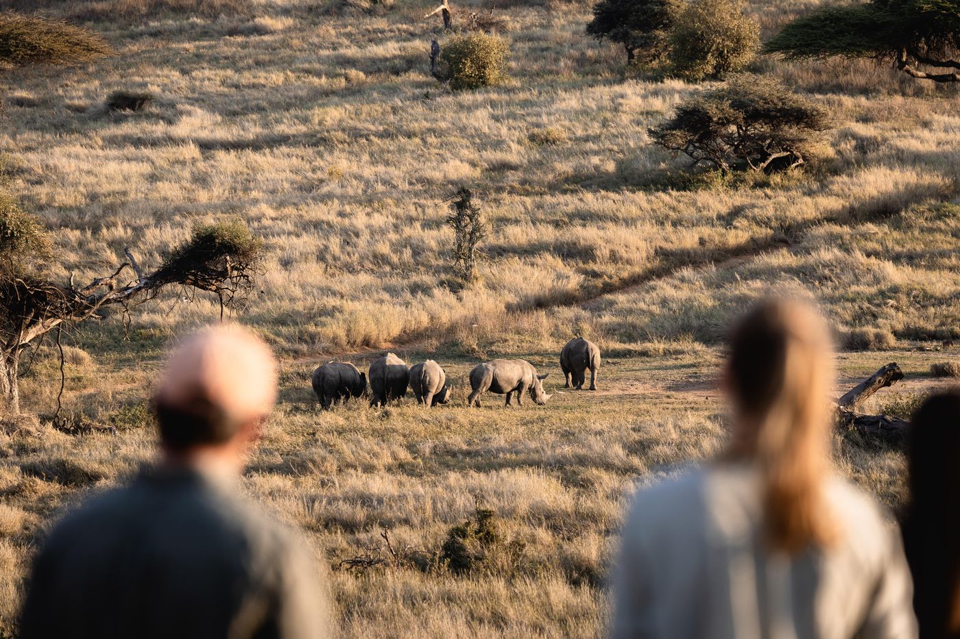 Two guests on foot watch a group of white rhinos grazing in dry grassland at Lewa Wildlife Conservancy, Kenya