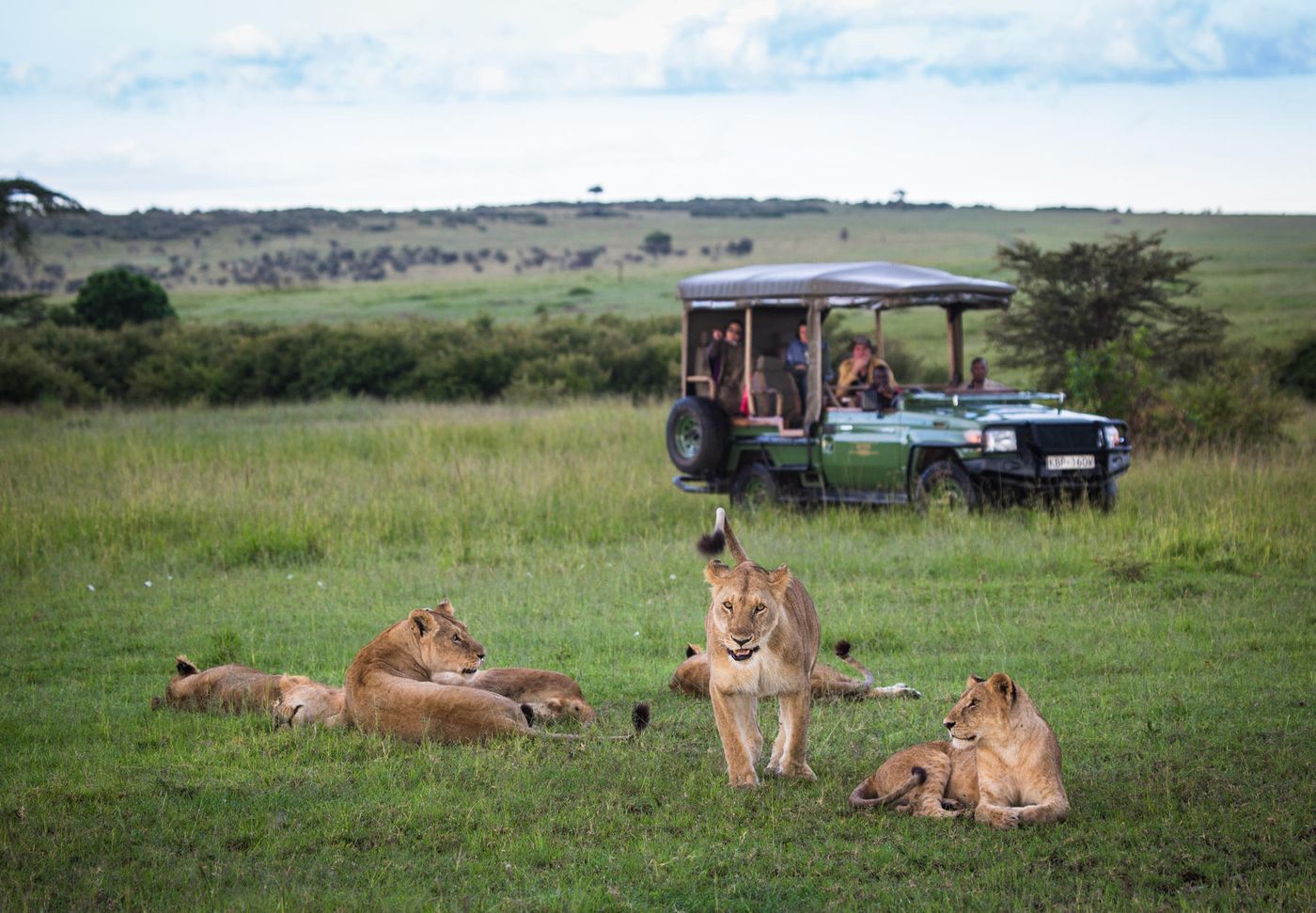 A pride of lions resting in green grass beside an open safari vehicle with guests watching, Mara Plains, Kenya
