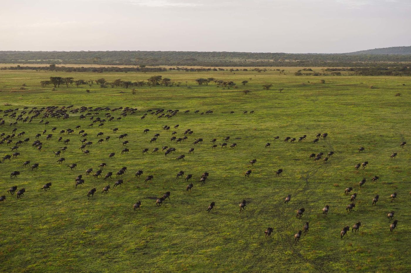 Aerial view of hundreds of wildebeest and zebra scattered across green plains at Mwiba Wildlife Reserve, Tanzania