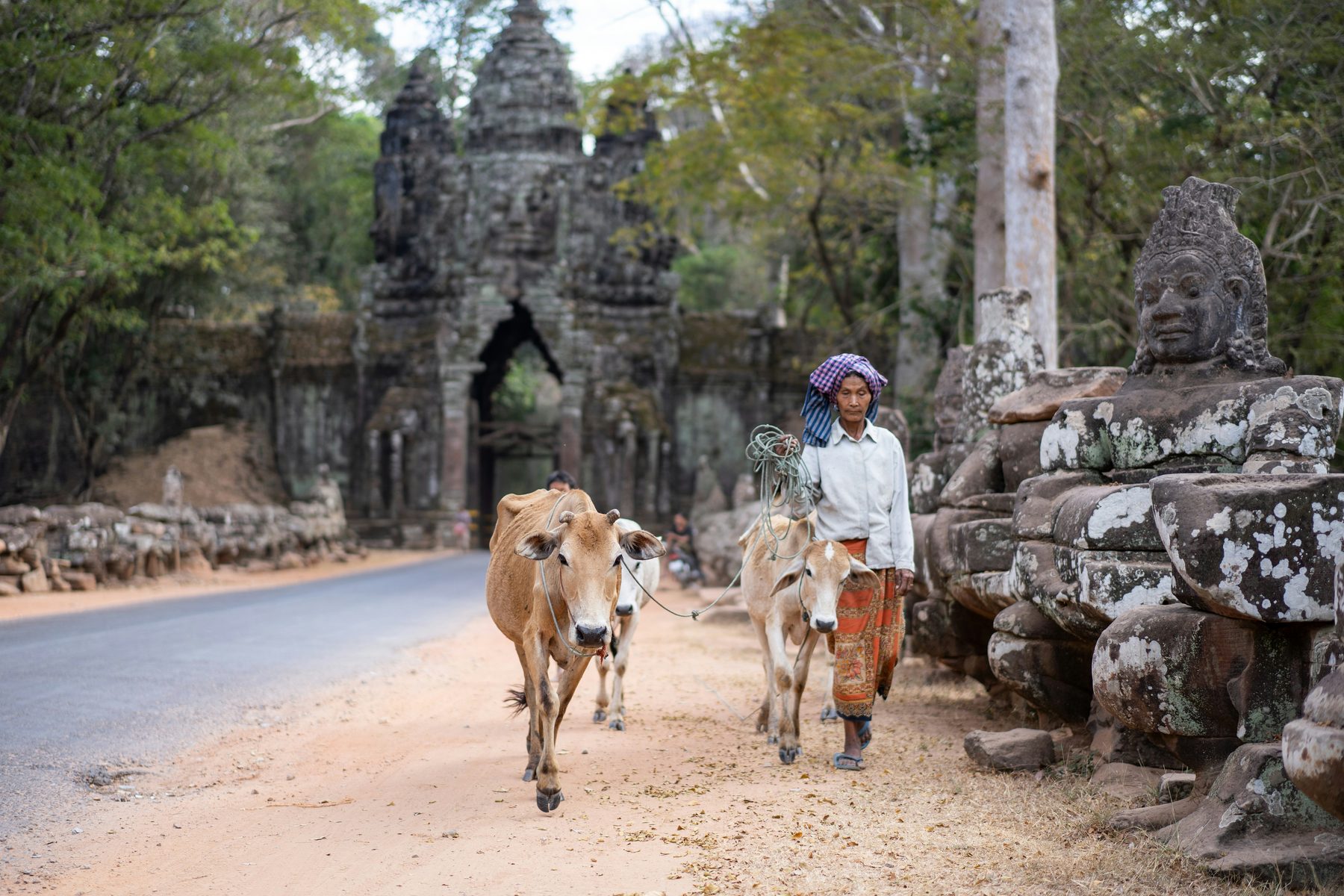 A man in a checked krama scarf leads two cows along a road past the carved stone faces and causeway statues of a gate at Angkor