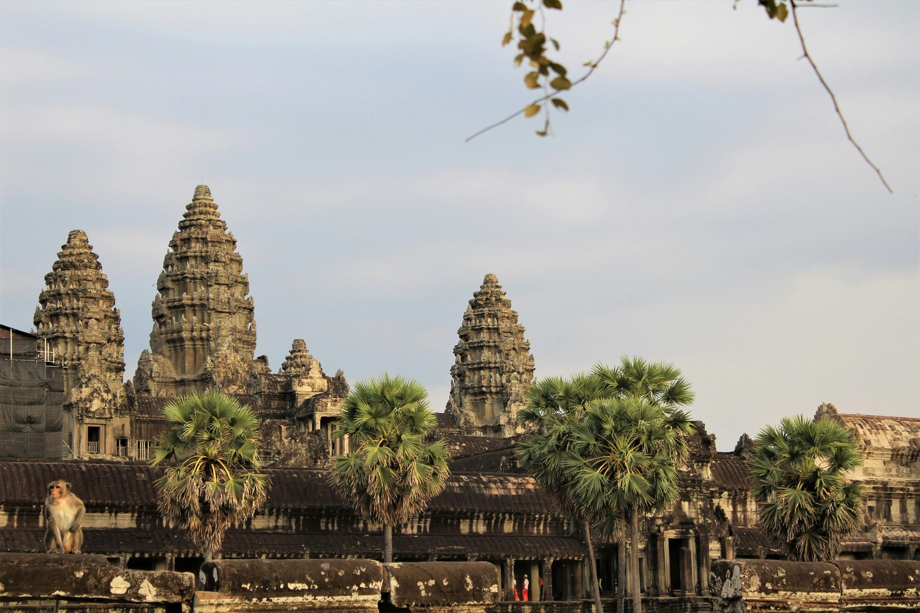 The five towers of Angkor Wat behind sugar palms at dusk, with a monkey sitting on the outer wall