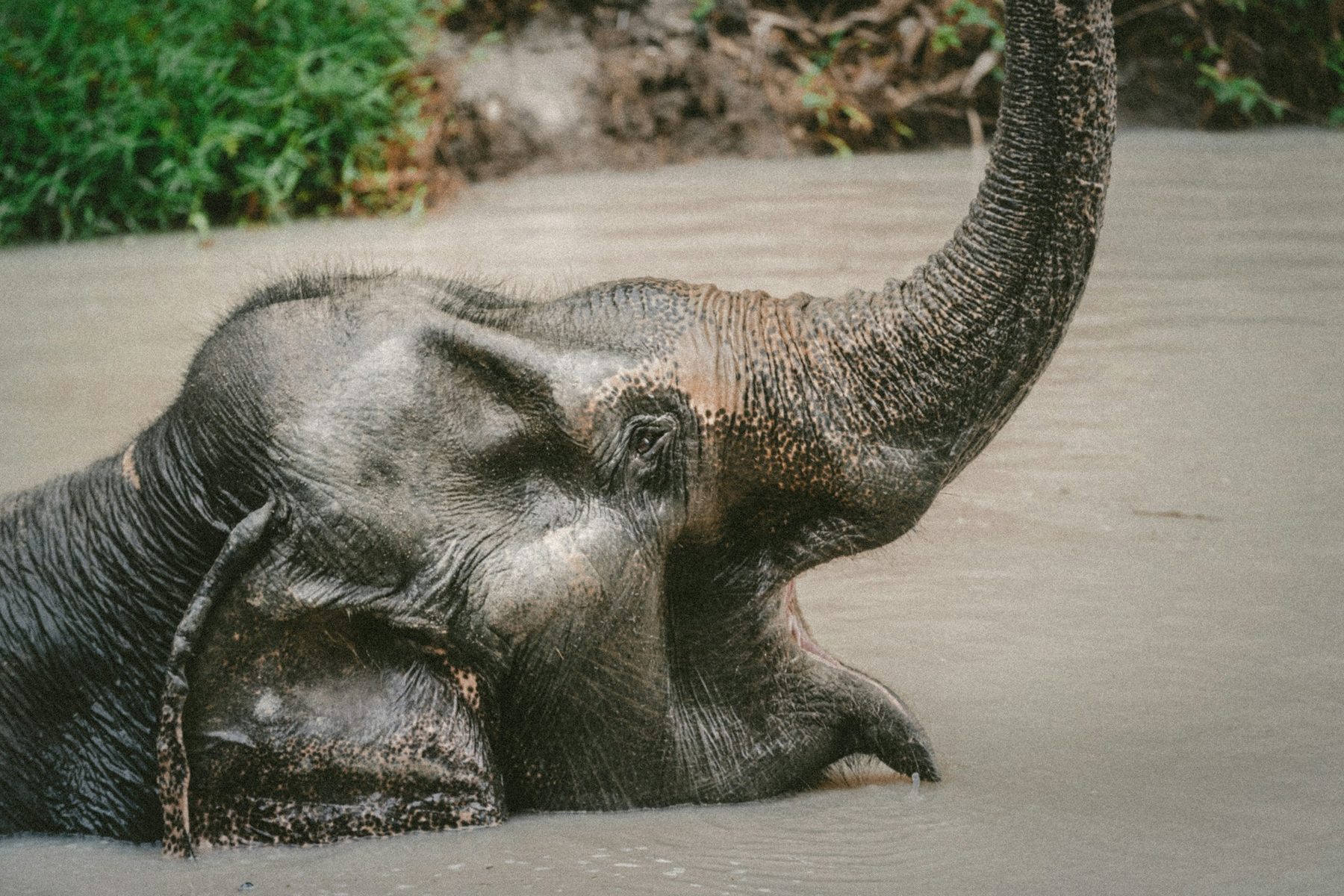 An elephant standing in a muddy river with its trunk raised, seen from the side