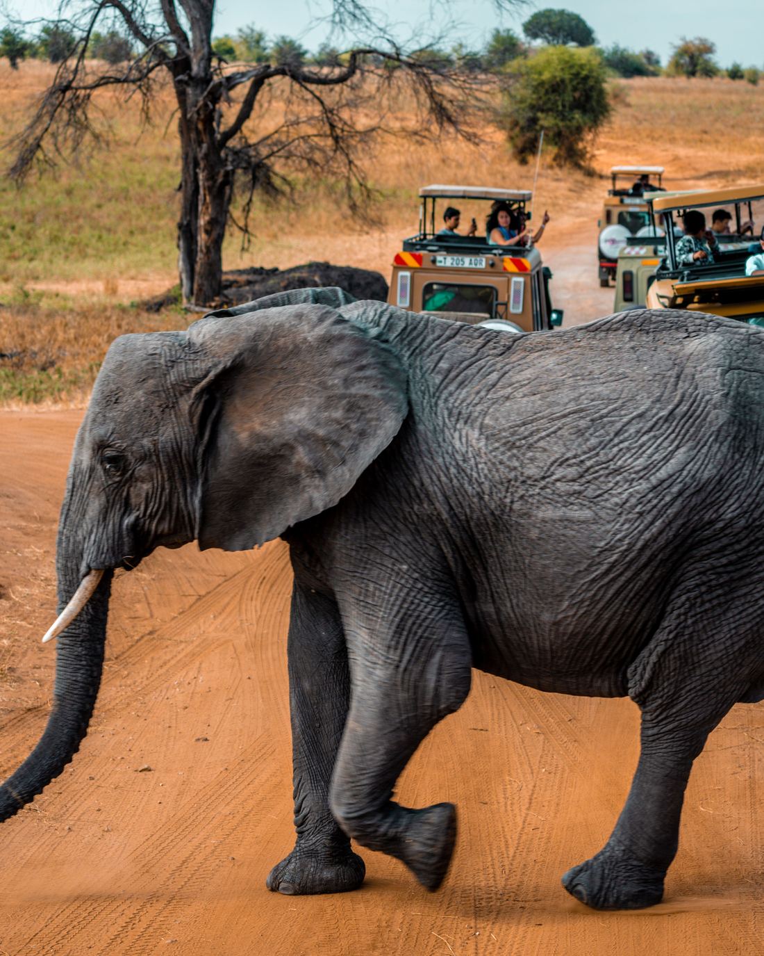 An elephant crossing a red dirt road in Tanzania, with safari vehicles behind
