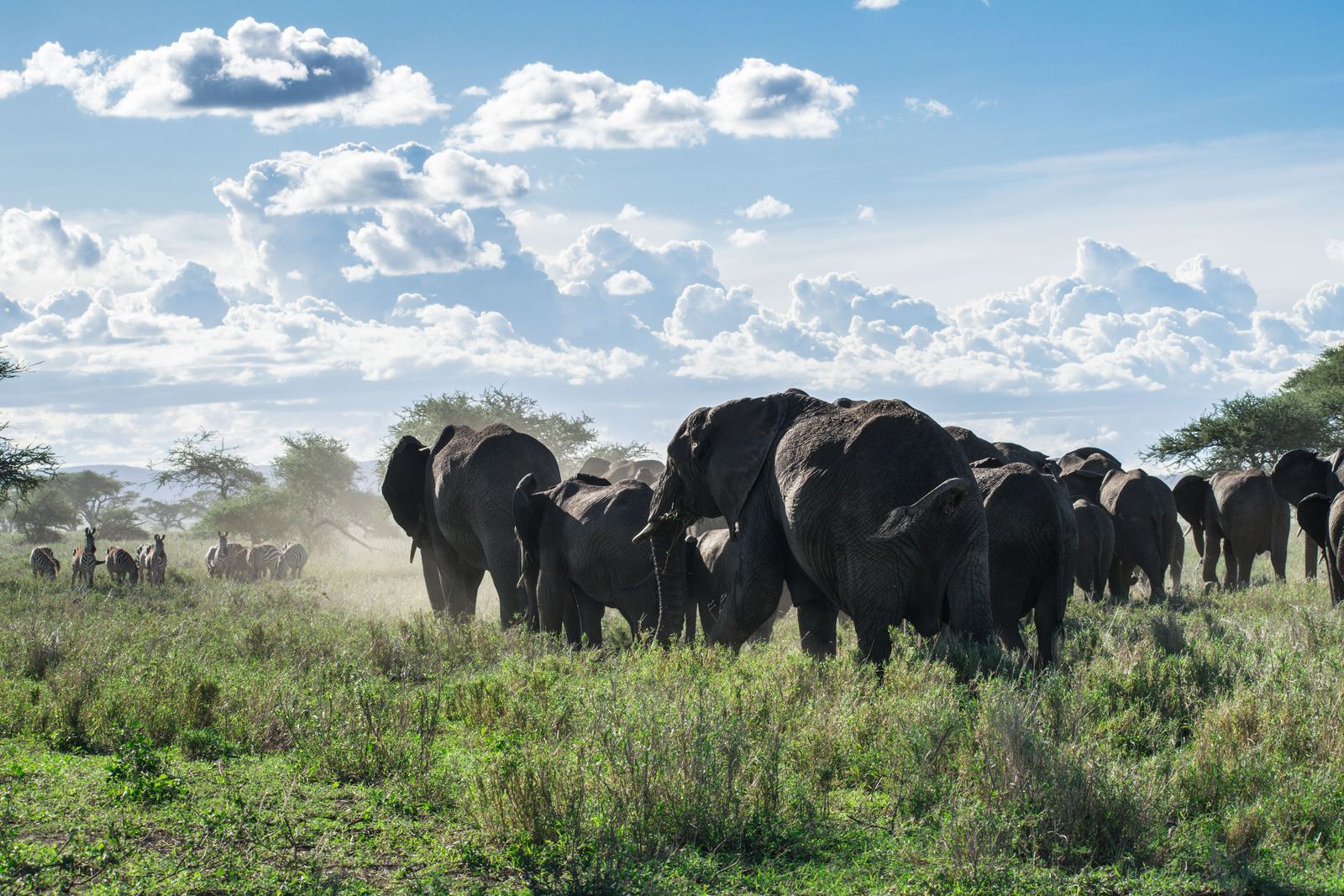 A herd of African elephants crossing the savannah in Tanzania