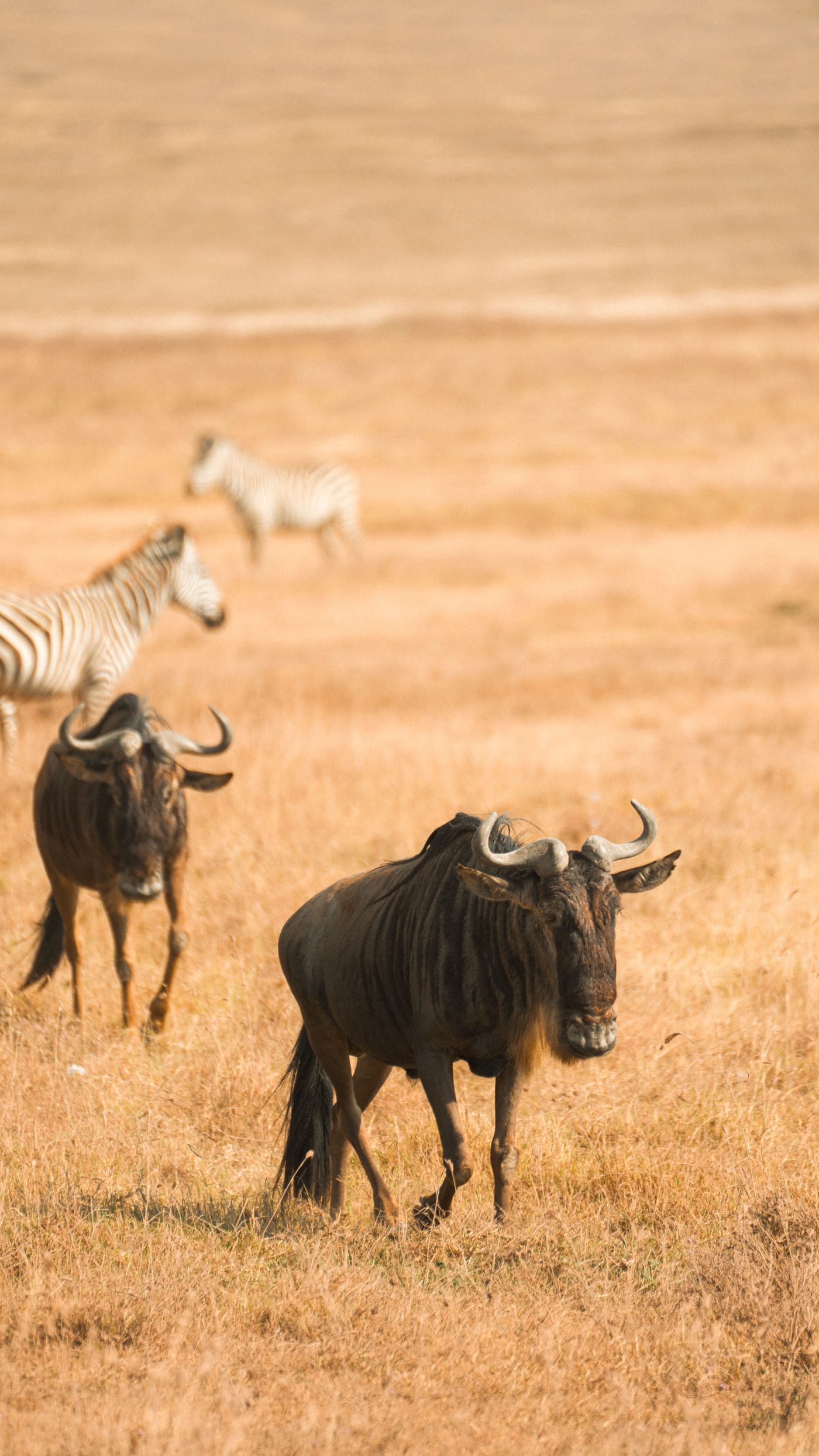 Wildebeest and zebras grazing together on golden grassland in the Serengeti, Tanzania